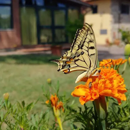 La Fattoressa Farm stay *
